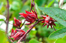Samen tee hibiskus gebraucht kaufen  Calw