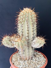 Cactus copiapoa calderana d'occasion  Aire-sur-l'Adour