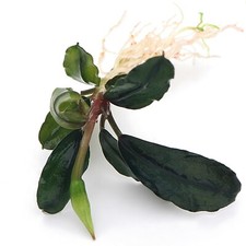 Bucephalandra species live for sale  HOUNSLOW