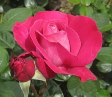 Rosa meilland baronne usato  Napoli