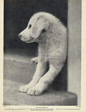 kuvasz for sale kuvasz for sale COLEFORD