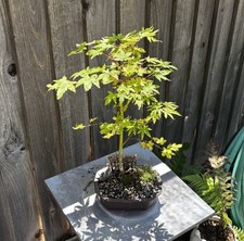 Old japanese maple for sale  Brentwood