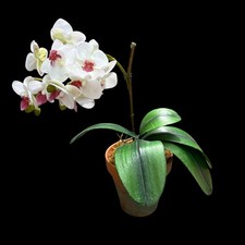 Artificial orchid plant for sale  Raleigh
