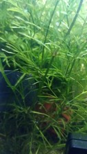 Guppy grass fast for sale  LONDON