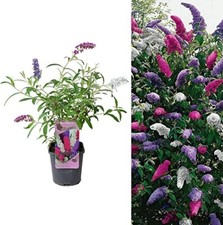 Buddleia davidii tricolour for sale  GLASGOW