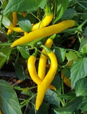 Pepper chilli golden for sale  NOTTINGHAM