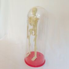 real human skeleton for sale  Shipping to Ireland