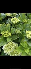 Hydrangea macrophylla bauernho gebraucht kaufen  Edewecht