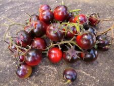 Danse tomate schtroumpfs d'occasion  Expédié en France