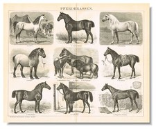 RAZAS DE CABALLOS Grabado IMPRESIÓN ANTIGUA ORIGINAL 1898 Caballos segunda mano  Embacar hacia Mexico