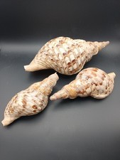 Charonia shells different for sale  FAKENHAM