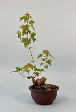 Trident maple bonsai for sale  Birmingham