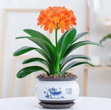 Clivia red 和尚 for sale  Cypress