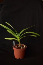 Orchidea vanda gibbsiae usato  Spedire a Italy