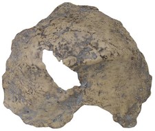 Fragmento do Crânio do Homo erectus palaeohungaricus - uma cópia em resina do original comprar usado Fragmento do Crânio do Homo erectus palaeohungaricus - uma cópia em resina do original comprar usado  Enviando para Brazil