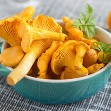 Semi funghi chanterelle usato  Italia