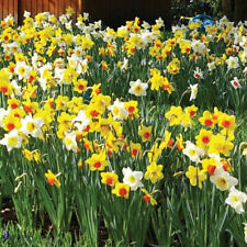 Bulbs daffodil narcissi for sale  Mount Pleasant