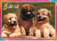 Animaux chiens labrits d'occasion  Fruges