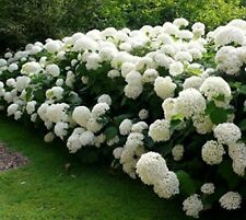 Annabelle smooth hydrangea for sale  Pelzer
