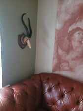 Curious taxidermy springbok for sale  KINGSWINFORD