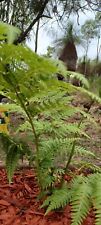 Cyathea cooperii coin for sale Cyathea cooperii coin for sale  Shipping to United Kingdom