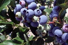 Vaccinium corymbosum duke for sale  KING'S LYNN