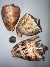 RAPANA SEA SHELL CYMBIOLA SEA SHELL PLUS ONE OTHER, usado comprar usado  Enviando para Brazil