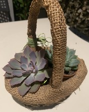 Echeveria neon baker usato  Monte San Vito