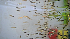 200 fancy guppy for sale  Brownsville