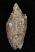 Voluta pulchra peristicta usato  Italia