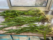 Cryptocoryne crispatula usteri d'occasion Cryptocoryne crispatula usteri d'occasion  Krautergersheim