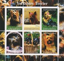 Yorkshire terrier dog for sale  BOURNEMOUTH