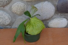 staghorn fern s for sale staghorn fern s for sale Roseburg