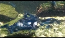 Blue dream neocaridina for sale  Erie