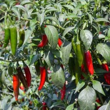 Pepper serrano hot for sale  Lindstrom
