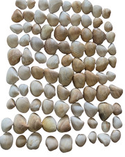 Collection 100 cockle for sale  Vernon Rockville