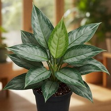 Chinese evergreen plant for sale  Miami
