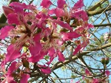 Ceiba speciosa seeds for sale  Venice