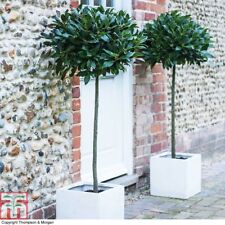 Standard bay tree for sale  IPSWICH
