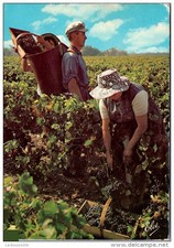 Cueillette raisin d'occasion  France