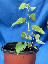 Live mulberry tree for sale  Minneapolis