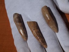 Set polished theropod for sale  Tucson