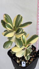 Crassula Alba na sprzedaż  PL