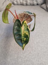 Philodendron billietiae varieg for sale  KEIGHLEY