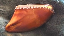 Snuff box horn for sale  EDINBURGH