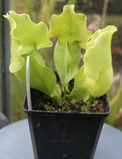 Sarracenia purpurea venosa for sale  TRURO