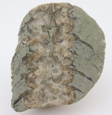 Nautiloid actinoceras silur gebraucht kaufen  Weeze