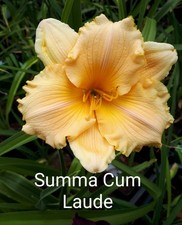 Hemerocallis summa cum gebraucht kaufen  Burgdorf