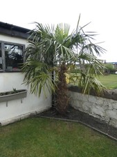 tall palm trees for sale tall palm trees for sale EDINBURGH