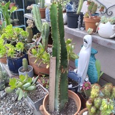 Wicked euphorbia ingens for sale  Van Nuys